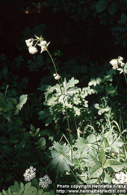 Photo: Astrantia major 3.