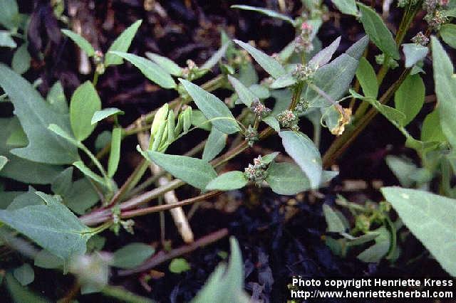 Photo: Atriplex prostrata 1.