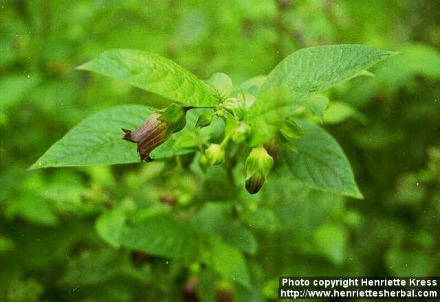 Photo: Atropa belladonna 2.