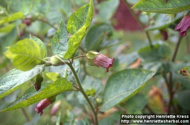 Photo: Atropa belladonna 5.