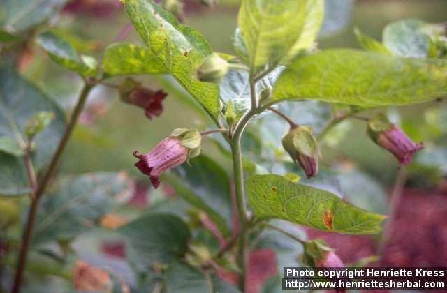 Photo: Atropa belladonna 6.