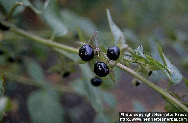 Photo: Atropa belladonna.