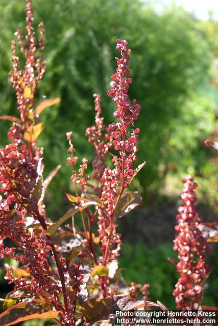 Photo: Atriplex hortensis 1.