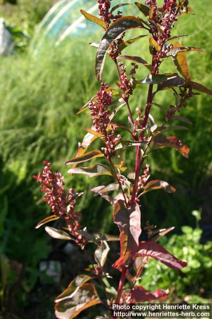 Photo: Atriplex hortensis 2.