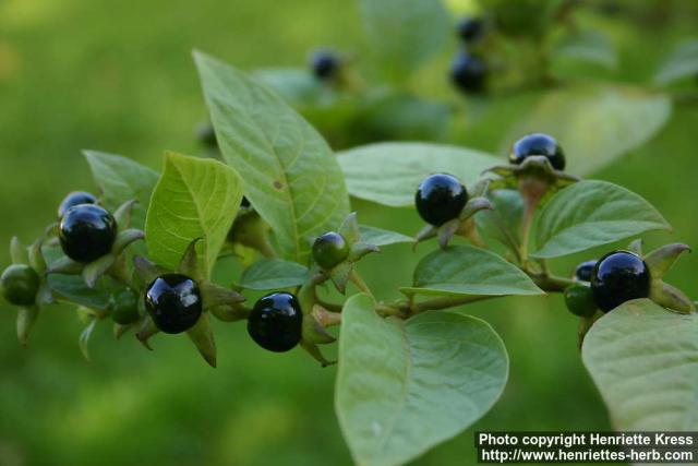 Photo: Atropa belladonna 8.