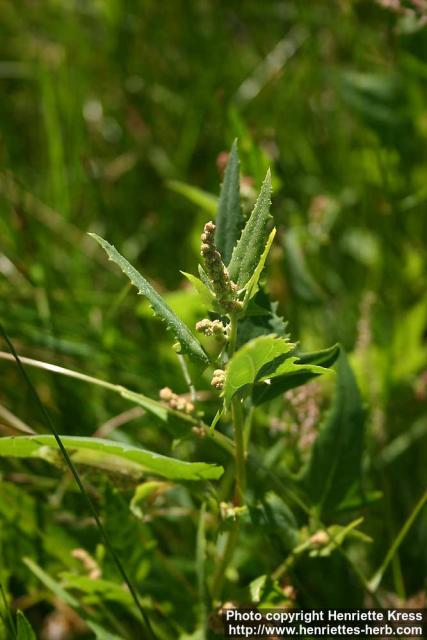 Photo: Atriplex prostrata 4.