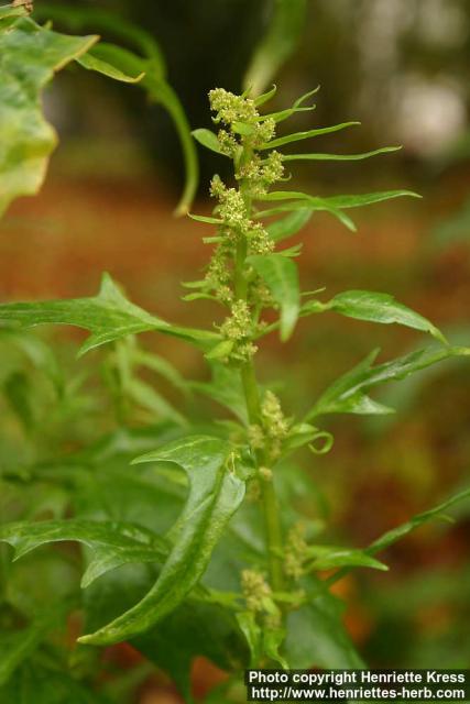 Photo: Atriplex patula 1.