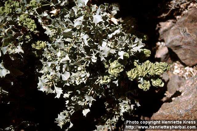 Photo: Atriplex hymenelytra.