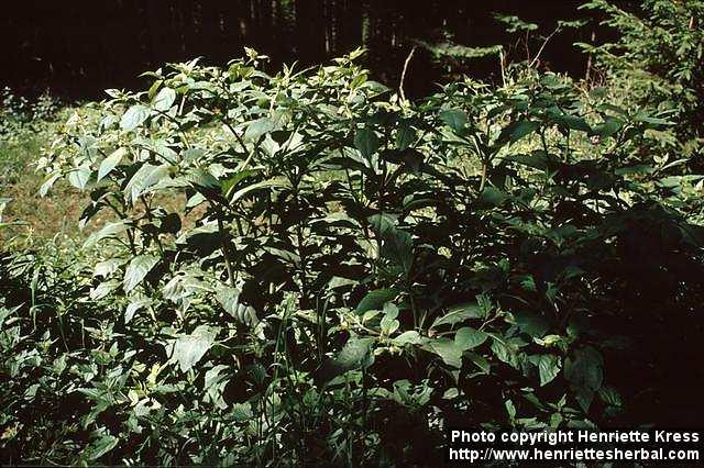 Photo: Atropa belladonna 3.