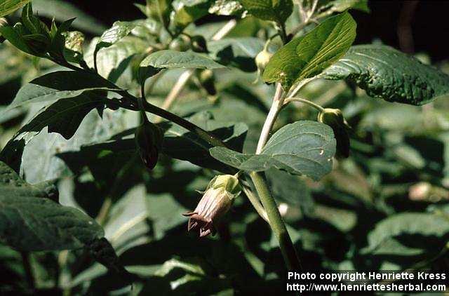 Photo: Atropa belladonna 4.