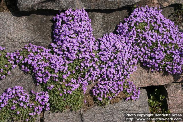 Photo: Aubrieta columnae.