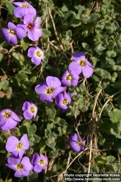 Photo: Aubrieta columnae 2.