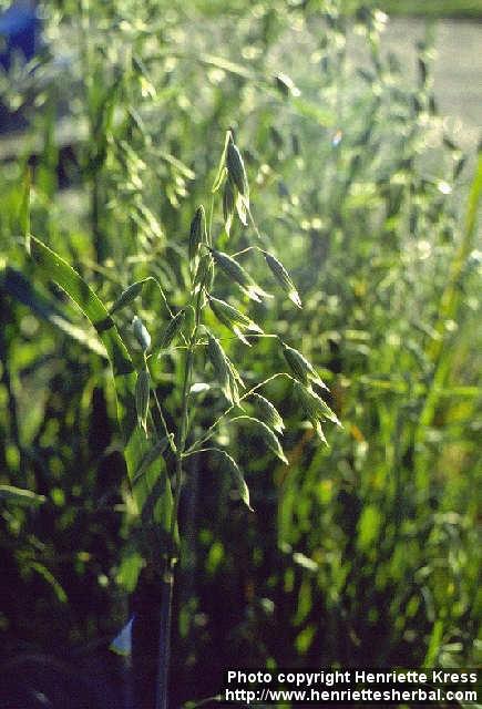 Photo: Avena sativa.