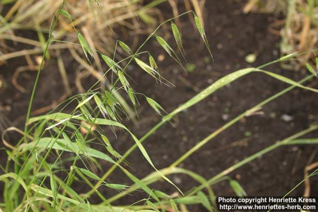 Photo: Avena sterilis.