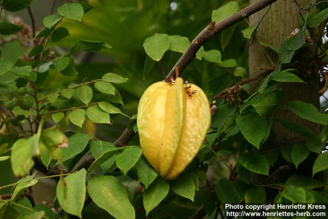 Photo: Averrhoa carambola.