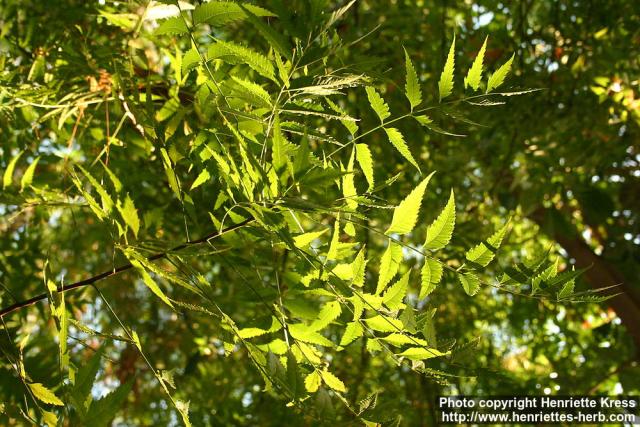 Photo: Azadirachta indica 5.