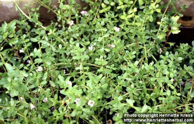 Photo: Bacopa monnieri.