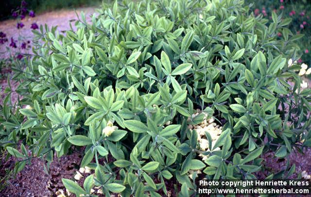 Photo: Baptisia bracteata 2.