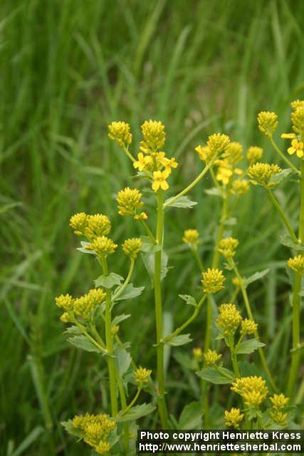 Photo: Barbarea vulgaris 3.