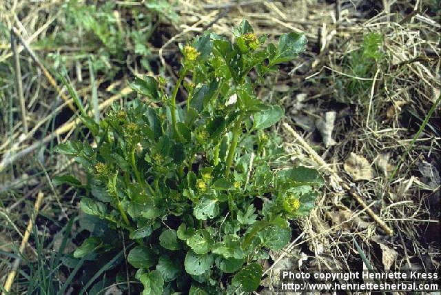 Photo: Barbarea vulgaris.