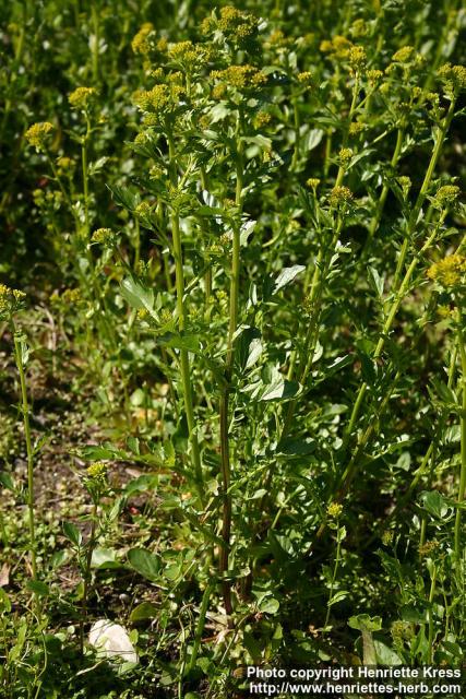 Photo: Barbarea vulgaris 4.