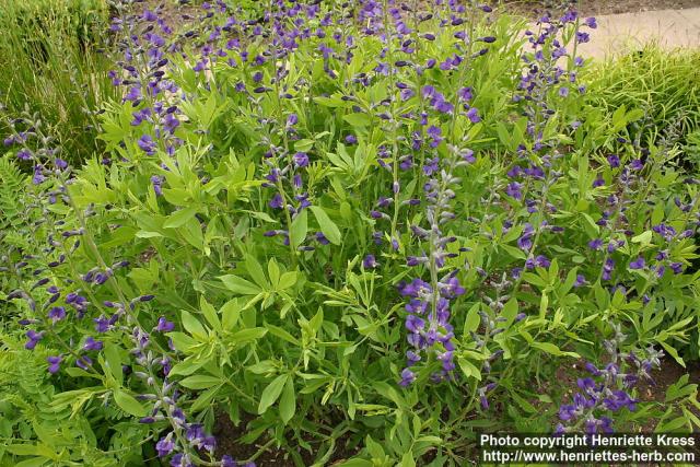 Photo: Baptisia australis 2.