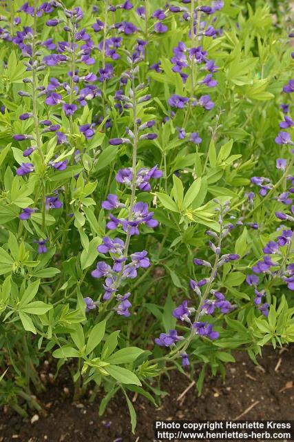 Photo: Baptisia australis 4.