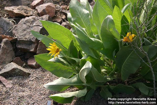 Photo: Balsamorhiza sagittata.