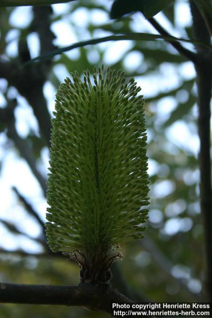 Photo: Banksia integrifolia.