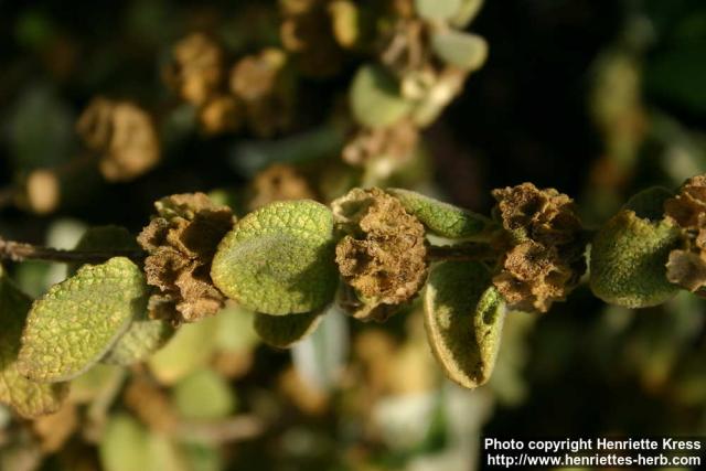 Photo: Ballota pseudodictamnus 2.