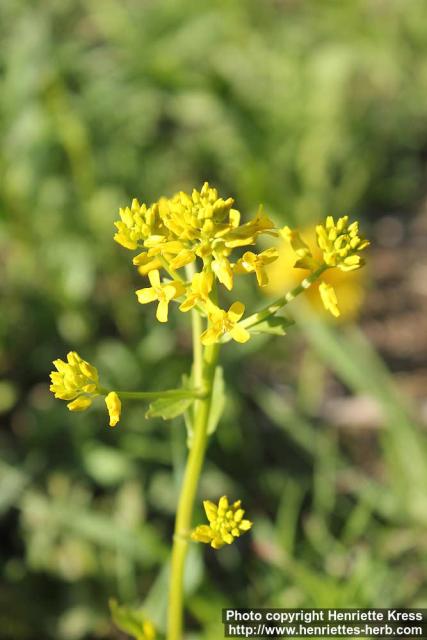 Photo: Barbarea vulgaris 14.