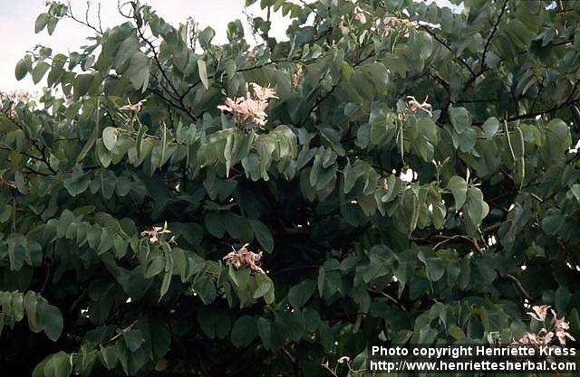 Photo: Bauhinia.