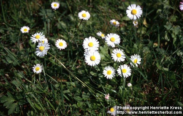 Photo: Bellis perennis 3.