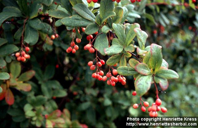 Photo: Berberis sieboldii 1.