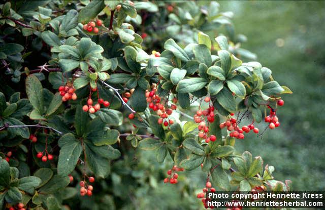 Photo: Berberis sieboldii.