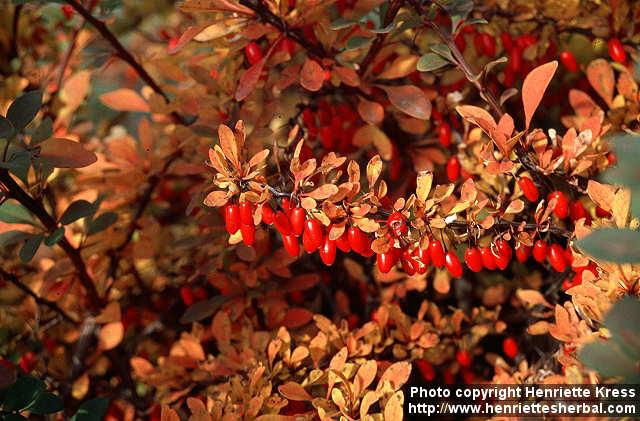 Photo: Berberis thunbergii 3.