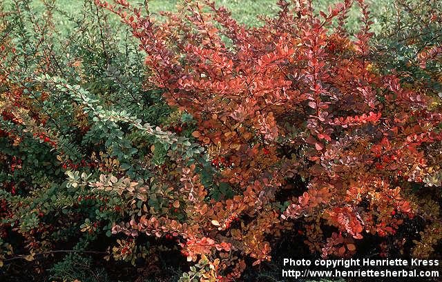 Photo: Berberis thunbergii 4.