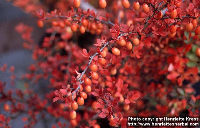 Photo: Berberis thunbergii.