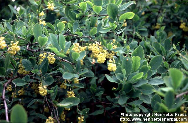 Photo: Berberis vulgaris 1.