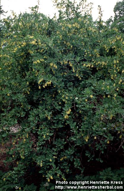 Photo: Berberis vulgaris 2.