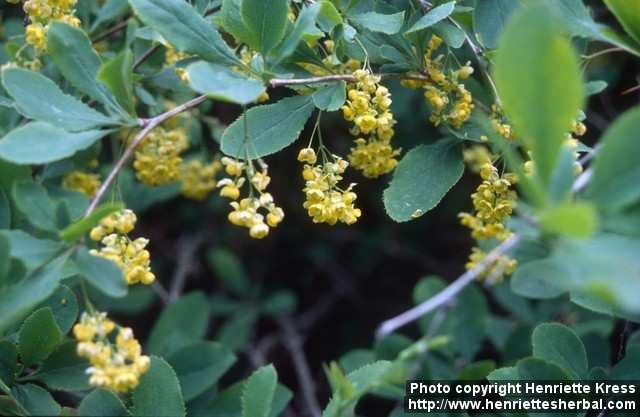 Photo: Berberis vulgaris.