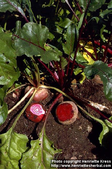 Photo: Beta vulgaris.