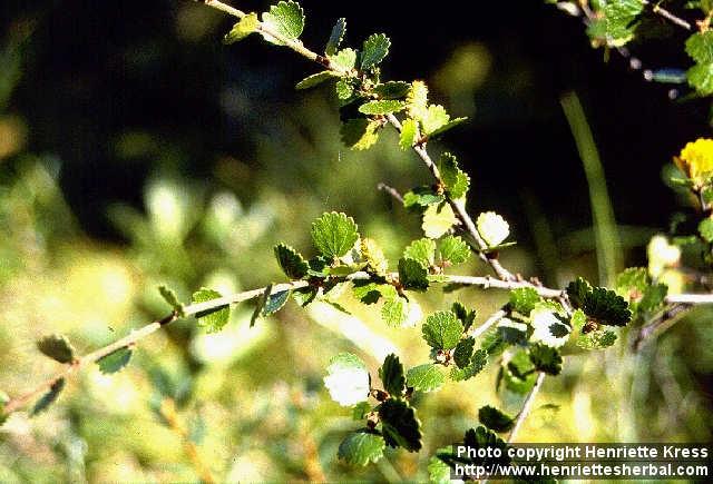 Photo: Betula nana 1.