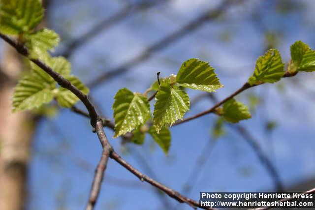 Photo: Betula pendula 11.