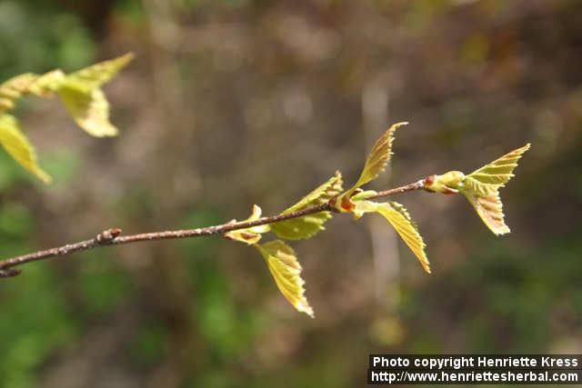 Photo: Betula pendula 12.