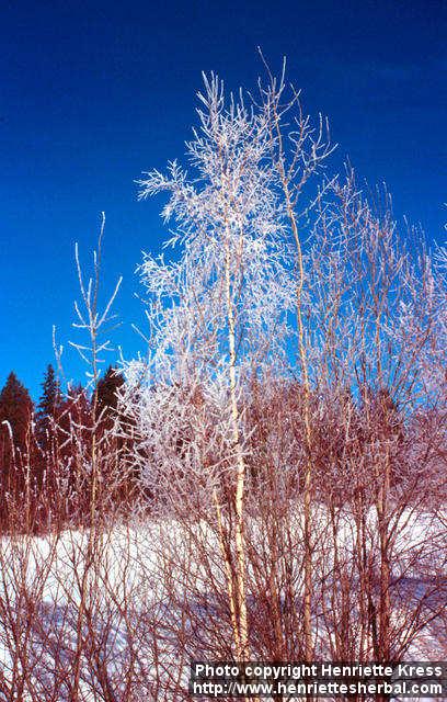 Photo: Betula pubescens 2.