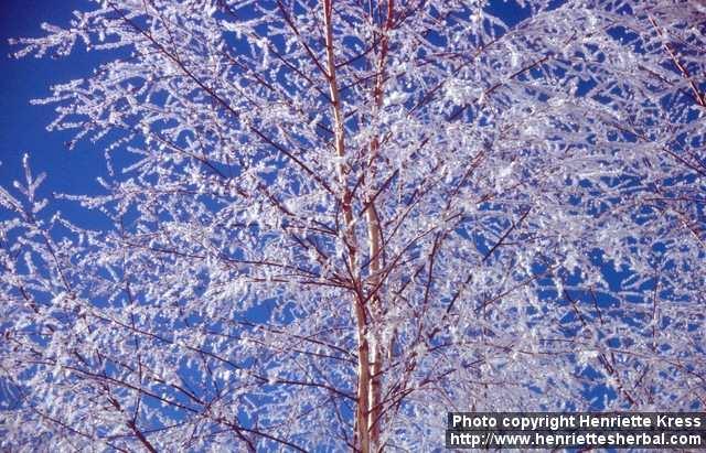 Photo: Betula pubescens 4.