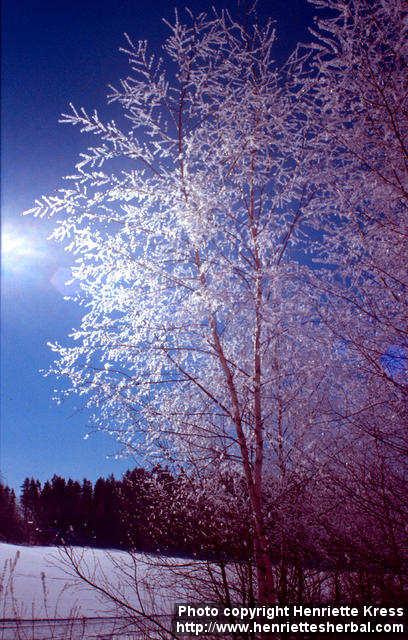 Photo: Betula pubescens 5.