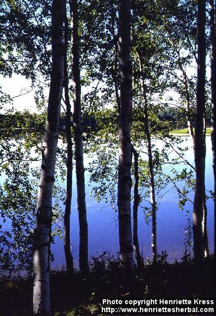 Photo: Betula pubescens.