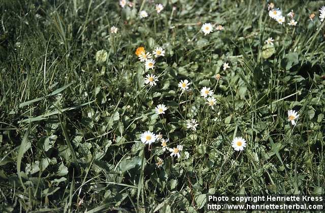 Photo: Bellis perennis.